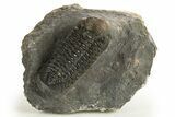 Detailed Austerops Trilobite - Ofaten, Morocco #325881-2